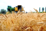 Получены обильные урожаи местных сортов пшеницы, созданных учеными Академии наук