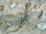 Новый для мировой фауны вид гекконов обнаружен в Ферганской долине