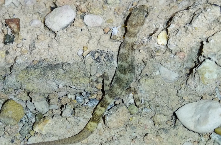 Новый для мировой фауны вид гекконов обнаружен в Ферганской долине