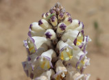 Xorazm viloyati florasining dastlabki 373 turdagi oʻsimliklar ro‘yxati shakllantirildi
