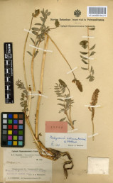 DNA was isolated from herbarium specimen of an extinct plant collected 108 years ago from Uzbekistan