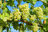 Будет создан национальный бренд бессемянного винограда