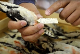 FA Zoologiya instituti kolleksiyasi - Markaziy Osiyodagi eng katta kolleksiyalardan biri FA Zoologiya instituti kolleksiyasi - Markaziy Osiyodagi eng katta kolleksiyalardan biri