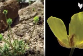 Ученые Института ботаники Академии наук обнаружили в Сурхандарье новый вид растений