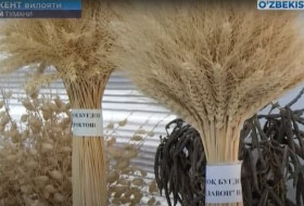 Запатентован новый местный сорт пшеницы «Пахлавон»