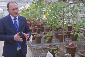 Адаптация сельско хозяйственных культур к условиям глобального потепления (Центр геномики и биоинформатики Академии наук Республики Узбекистан) Адаптация сельско хозяйственных культур к условиям глобального потепления (Центр геномики и биоинформатики Академии наук Республики Узбекистан)