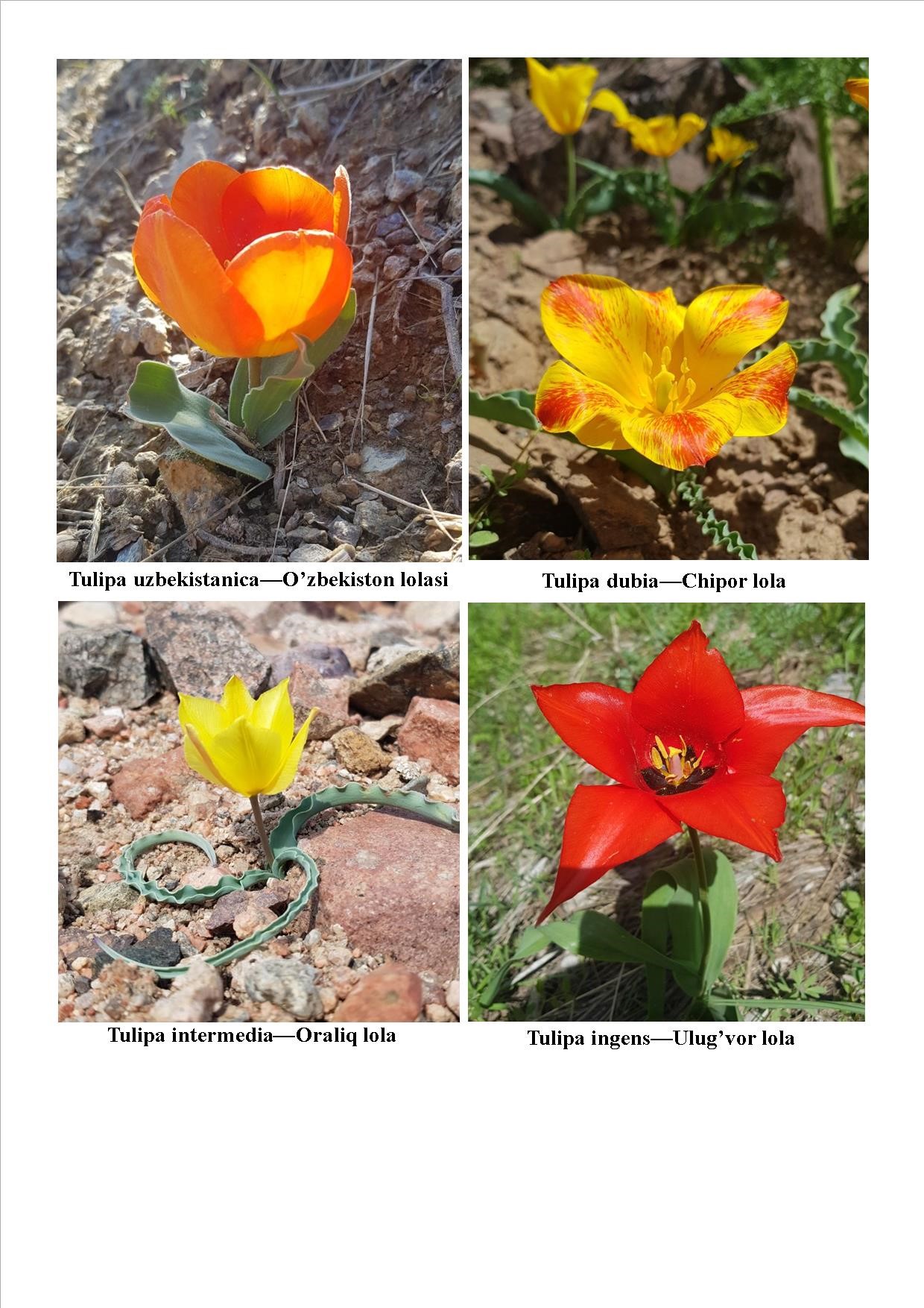 Janubi-garbdagi qizlarga qongiroq qiling